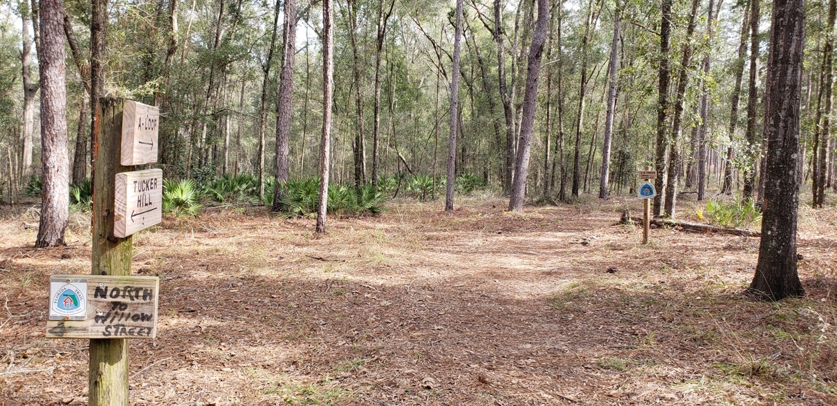 Camper submitted image from Croom B Loop Primitive Site - 3