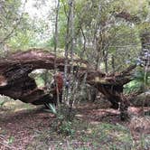 Review photo of Foster Bridge Primitive Site Green Swamp West by Jeanene A., May 30, 2020