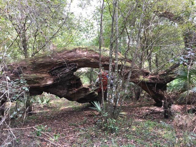 Camper submitted image from Foster Bridge Primitive Site Green Swamp West - 2