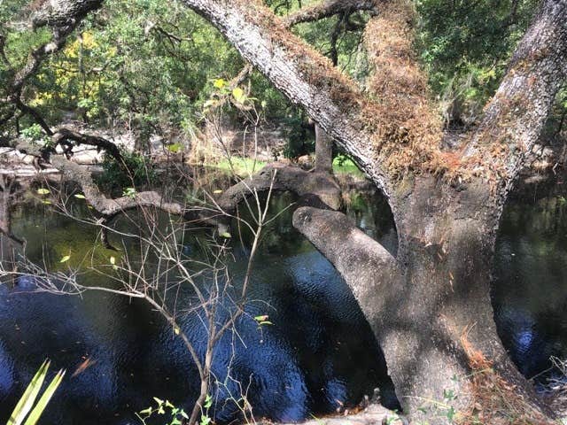 Camper-submitted photo at Foster Bridge Primitive Site Green Swamp West near Trilby, FL