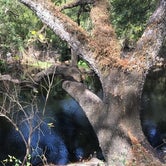 Review photo of Foster Bridge Primitive Site Green Swamp West by Jeanene A., May 30, 2020