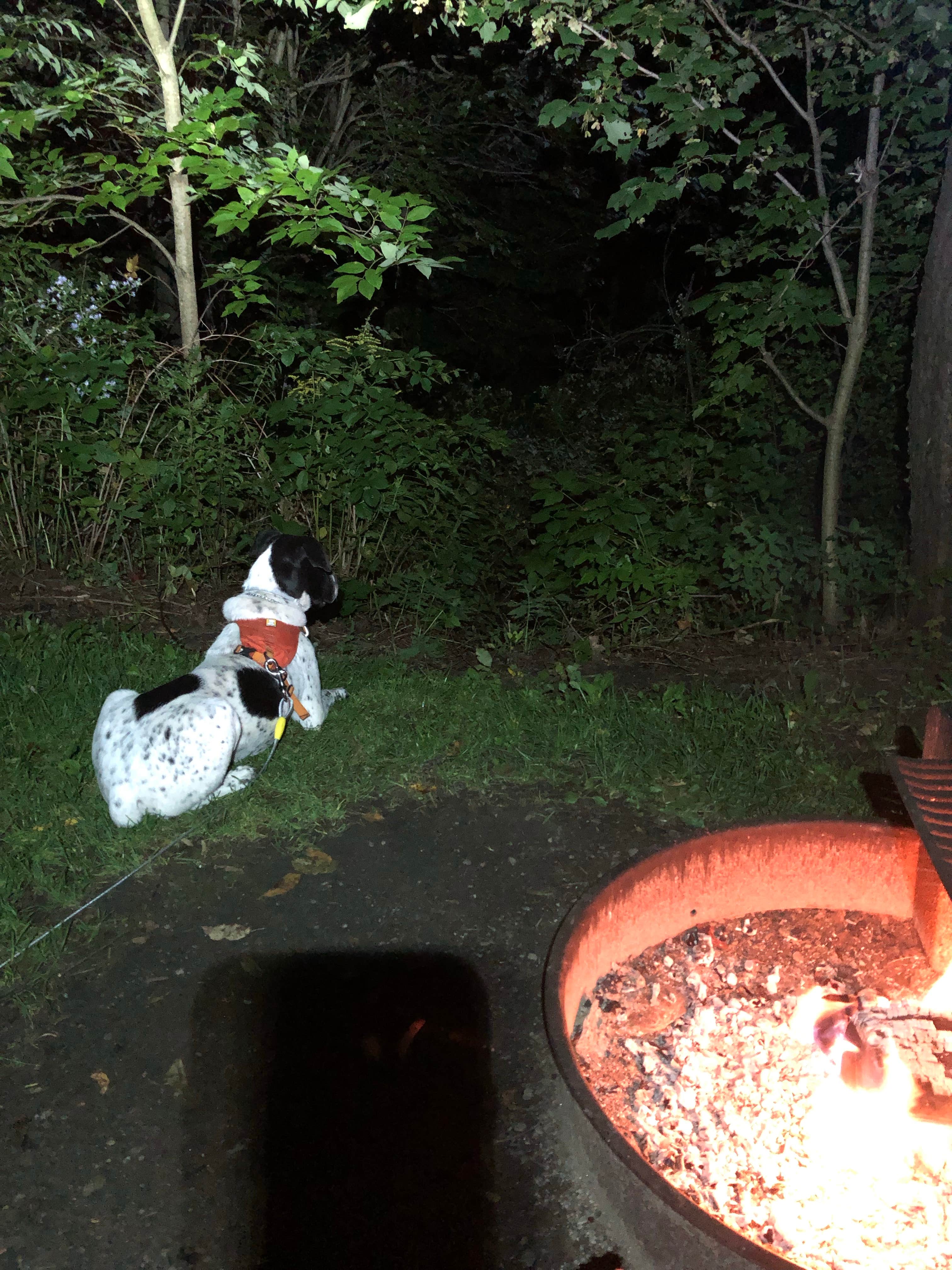 Dawn S.'s photo of camping with pets at Savoy Mountain State Forest Campground near Charlemont, MA
