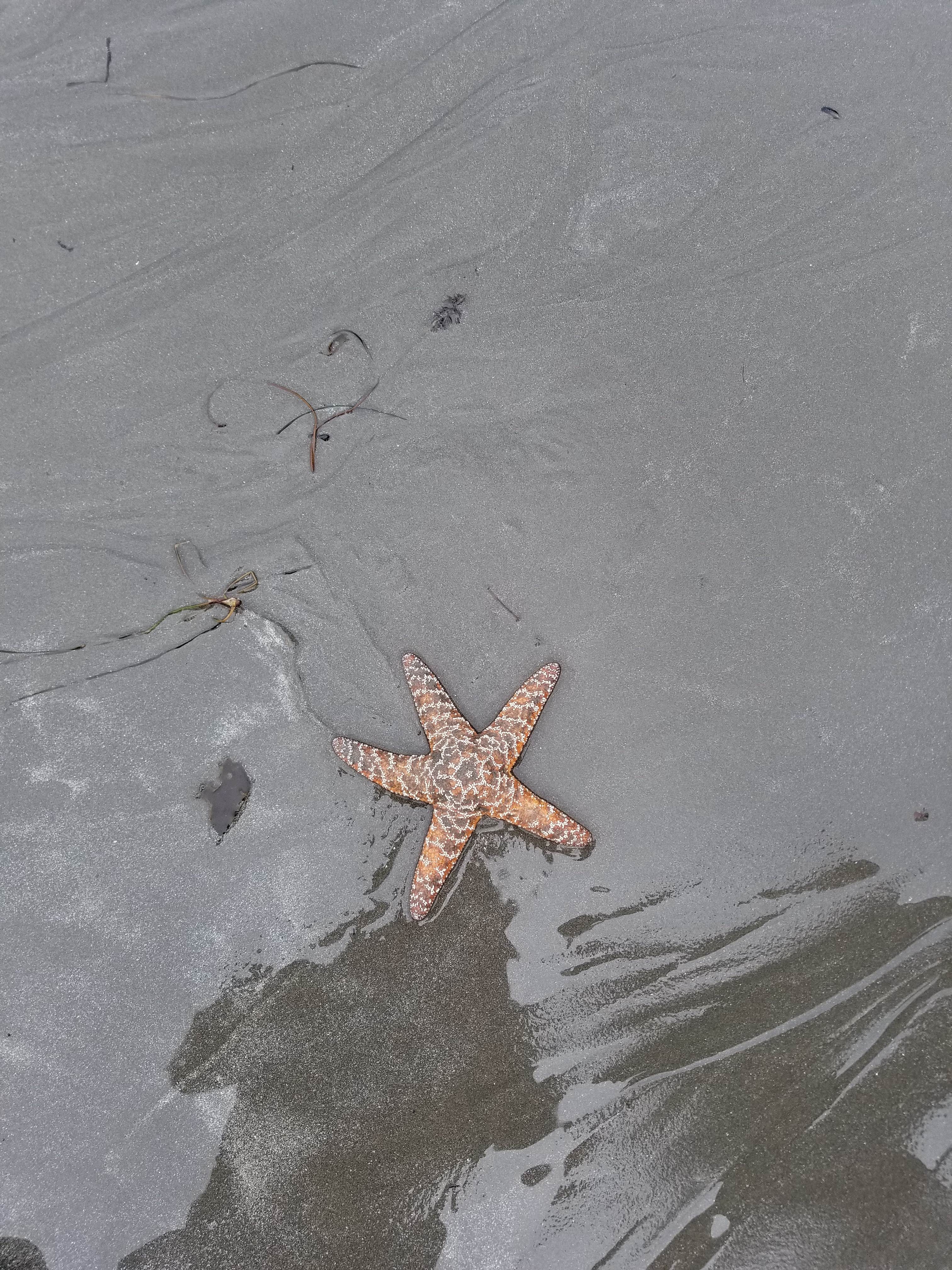 Camper-submitted photo at South Beach Campground — Olympic National Park near Taholah, WA