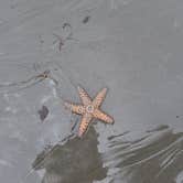 Review photo of South Beach Campground — Olympic National Park by Jake A., May 30, 2020