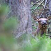 Review photo of North Fork Campground — Buffalo Bill State Park by B M., May 30, 2020