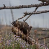 Review photo of North Fork Campground — Buffalo Bill State Park by B M., May 30, 2020