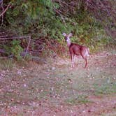 Review photo of Eagle Creek State Park Campground by Michael M., October 2, 2017