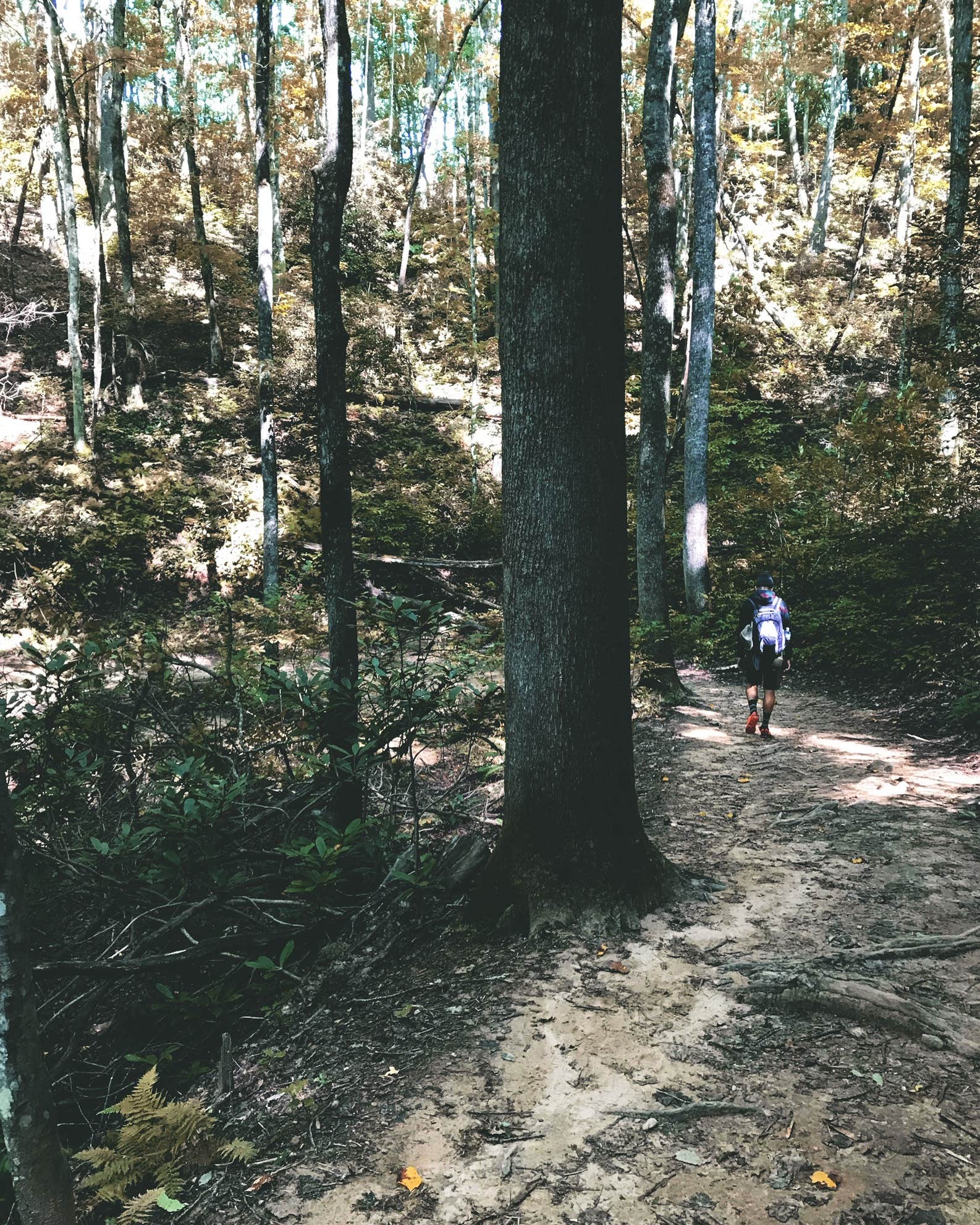 Camper-submitted photo at Gorges State Park Campground near Balsam Grove, NC