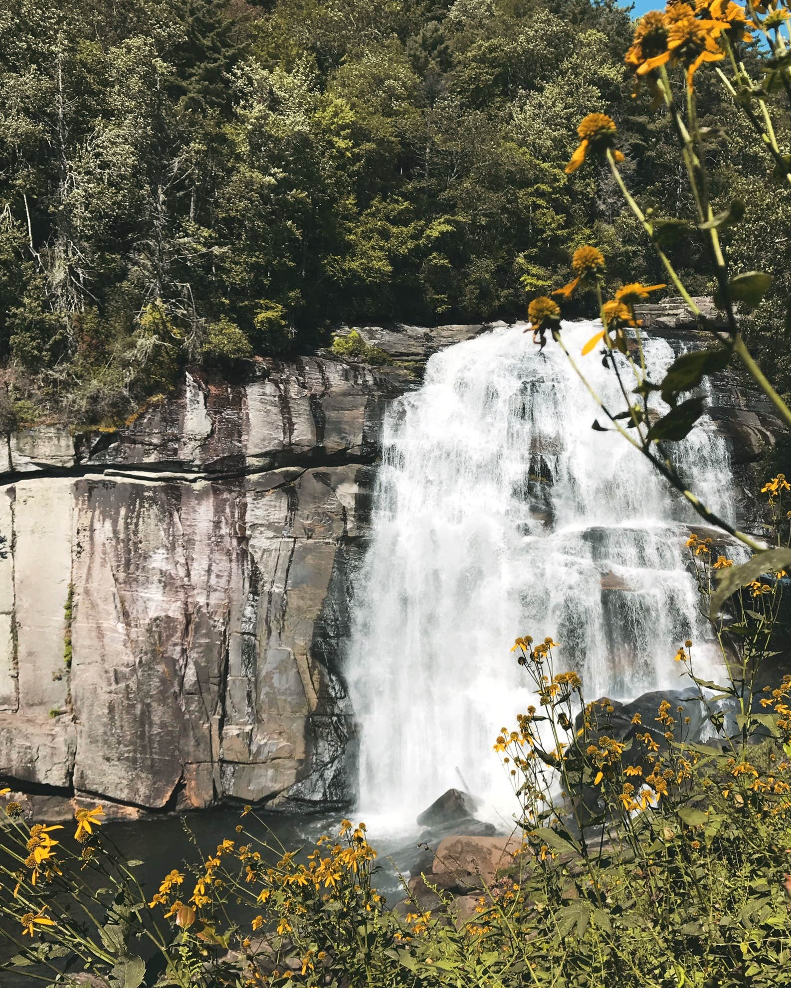 Camper-submitted photo at Gorges State Park Campground near Balsam Grove, NC