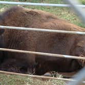 Review photo of El Reno West KOA by Myron C., May 30, 2020