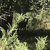 Review photo of Paynes Prairie Preserve State Park Campground by Ray P., May 25, 2020