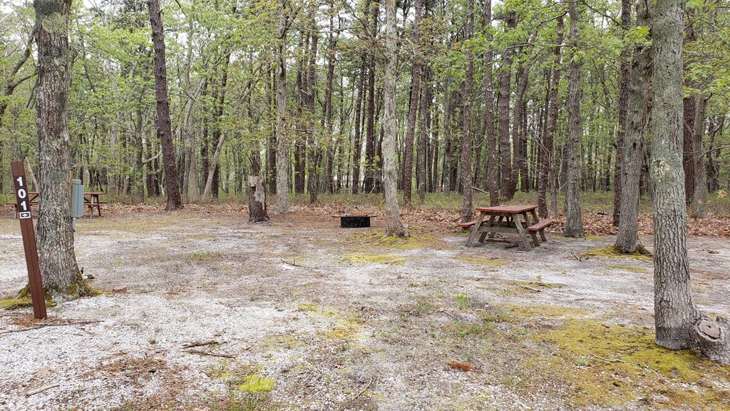 Camper submitted image from Wellfleet Hollow State Park Campground - 4