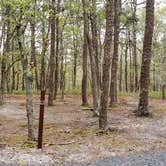 Review photo of Wellfleet Hollow State Park Campground by Jean C., May 30, 2020