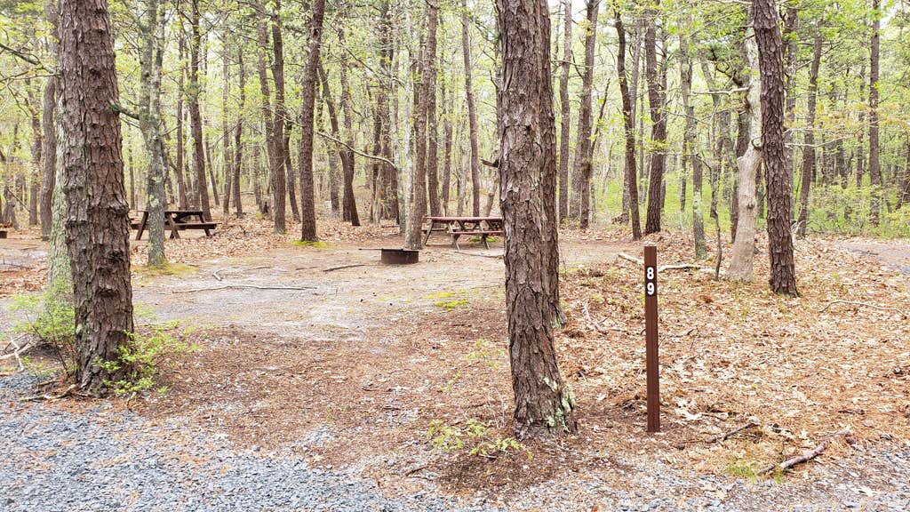 Camper-submitted photo at Wellfleet Hollow State Campground near Orleans, MA