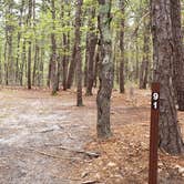 Review photo of Wellfleet Hollow State Park Campground by Jean C., May 30, 2020