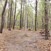 Review photo of Wellfleet Hollow State Park Campground by Jean C., May 30, 2020