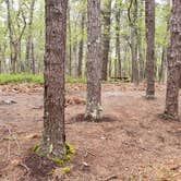 Review photo of Wellfleet Hollow State Park Campground by Jean C., May 30, 2020