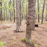 Review photo of Wellfleet Hollow State Park Campground by Jean C., May 30, 2020