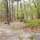 Review photo of Wellfleet Hollow State Park Campground by Jean C., May 30, 2020