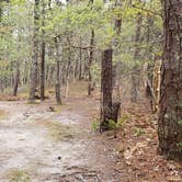 Review photo of Wellfleet Hollow State Park Campground by Jean C., May 30, 2020