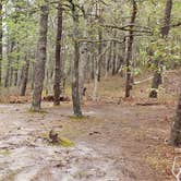 Review photo of Wellfleet Hollow State Park Campground by Jean C., May 30, 2020