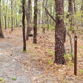 Review photo of Wellfleet Hollow State Park Campground by Jean C., May 30, 2020