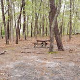 Review photo of Wellfleet Hollow State Park Campground by Jean C., May 30, 2020