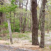 Review photo of Wellfleet Hollow State Park Campground by Jean C., May 30, 2020