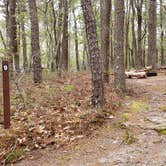 Review photo of Wellfleet Hollow State Park Campground by Jean C., May 30, 2020