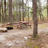 Review photo of Wellfleet Hollow State Park Campground by Jean C., May 30, 2020