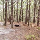 Review photo of Wellfleet Hollow State Park Campground by Jean C., May 30, 2020
