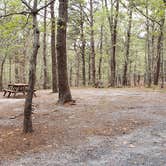 Review photo of Wellfleet Hollow State Park Campground by Jean C., May 30, 2020