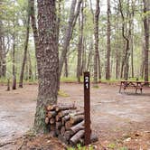 Review photo of Wellfleet Hollow State Park Campground by Jean C., May 30, 2020