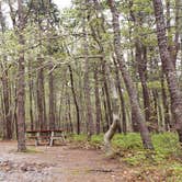 Review photo of Wellfleet Hollow State Park Campground by Jean C., May 30, 2020