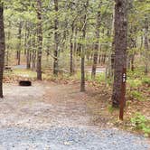 Review photo of Wellfleet Hollow State Park Campground by Jean C., May 30, 2020