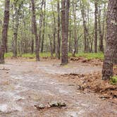 Review photo of Wellfleet Hollow State Park Campground by Jean C., May 30, 2020