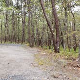 Review photo of Wellfleet Hollow State Park Campground by Jean C., May 30, 2020