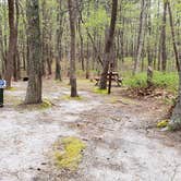 Review photo of Wellfleet Hollow State Park Campground by Jean C., May 30, 2020