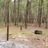 Review photo of Wellfleet Hollow State Park Campground by Jean C., May 30, 2020