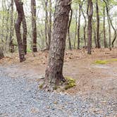 Review photo of Wellfleet Hollow State Park Campground by Jean C., May 30, 2020