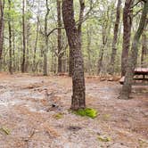 Review photo of Wellfleet Hollow State Park Campground by Jean C., May 30, 2020