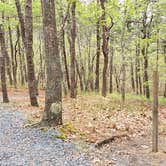 Review photo of Wellfleet Hollow State Park Campground by Jean C., May 30, 2020