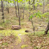 Review photo of Wellfleet Hollow State Park Campground by Jean C., May 30, 2020