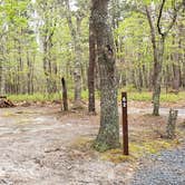 Review photo of Wellfleet Hollow State Park Campground by Jean C., May 30, 2020