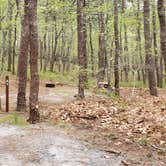 Review photo of Wellfleet Hollow State Park Campground by Jean C., May 30, 2020