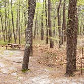 Review photo of Wellfleet Hollow State Park Campground by Jean C., May 30, 2020