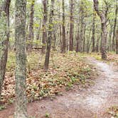 Review photo of Wellfleet Hollow State Park Campground by Jean C., May 30, 2020