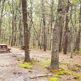 Review photo of Wellfleet Hollow State Park Campground by Jean C., May 30, 2020