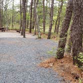 Review photo of Wellfleet Hollow State Park Campground by Jean C., May 30, 2020