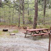 Review photo of Wellfleet Hollow State Park Campground by Jean C., May 30, 2020